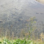 Форель в реке Сеок